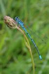Coenagrion puella