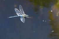 Anax imperator