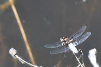 Libellula depressa