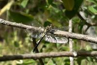 Leucorrhinia albifrons