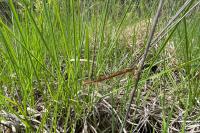 Ceriagrion tenellum