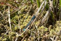Enallagma cyathigerum