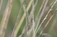 Lestes virens