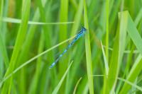 Coenagrion mercuriale