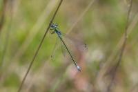 Lestes dryas