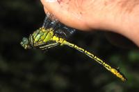 Gomphus pulchellus