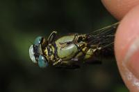 Gomphus pulchellus