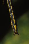Gomphus pulchellus