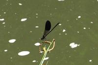 Calopteryx xanthostoma