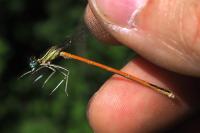 Platycnemis acutipennis