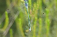 Lestes sponsa