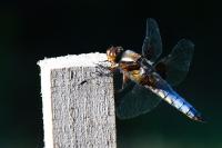 Libellula depressa