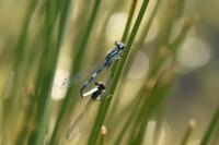 Coenagrion scitulum