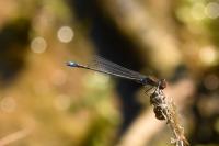 Erythromma viridulum
