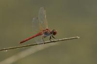 Sympetrum fonscolombii