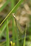 Chalcolestes viridis