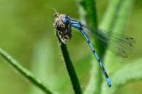 Enallagma cyathigerum