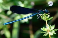 Calopteryx virgo