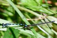 Coenagrion mercuriale