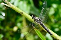 Orthetrum cancellatum