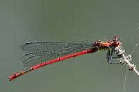 Pyrrhosoma nymphula