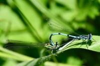Coenagrion puella