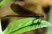Calopteryx virgo