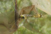Gomphus pulchellus
