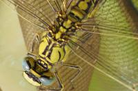 Gomphus pulchellus