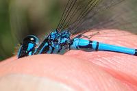 Coenagrion puella