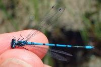 Coenagrion puella