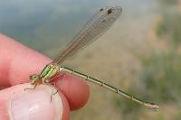 Lestes barbarus