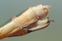 Lestes barbarus