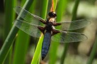 Libellula depressa