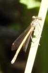 Platycnemis acutipennis