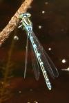 Coenagrion scitulum