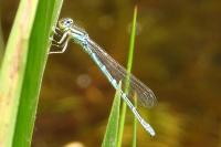 Coenagrion scitulum