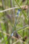 Lestes macrostigma