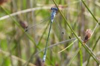 Lestes macrostigma