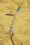 Coenagrion scitulum