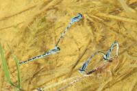Coenagrion scitulum