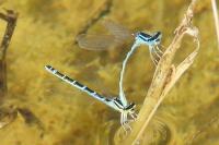 Coenagrion scitulum