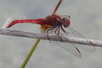 Crocothemis erythraea