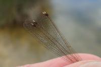 Lestes barbarus