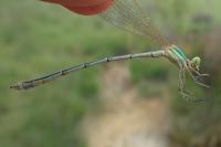 Lestes barbarus