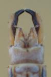 Lestes barbarus