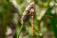 Orthetrum coerulescens