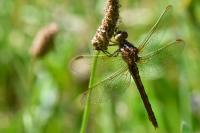 Orthetrum coerulescens