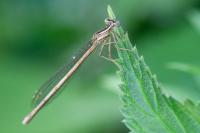 Platycnemis acutipennis