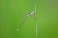 Lestes barbarus